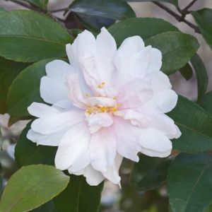 Camellia sasanqua 'Jean May' (AGM) 3L