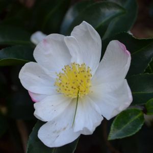 Camellia sasanqua 'Narumigata' 3L