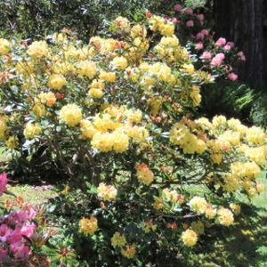 Rhododendron 'Nancy Evans' (AGM) (Yak. Hybrid) 3L