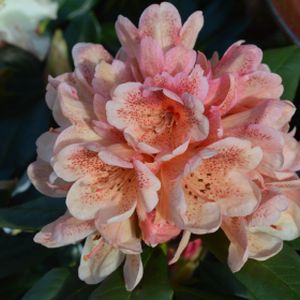 Rhododendron 'Firelight' (Hybrid) 7.5L