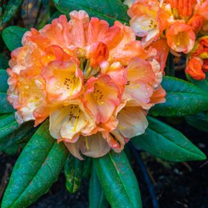 Rhododendron 'Tortoiseshell Orange' (AGM) (Hybrid) 7.5L