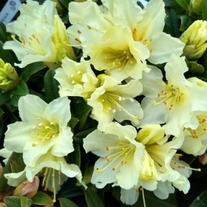 Rhododendron 'Patty Bee' (AGM) (Dwarf) 3L