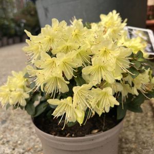 Rhododendron 'Princess Anne' (Dwarf) (AGM) 3L