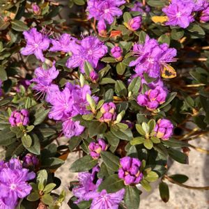 Rhododendron 'Purple Gem' (Dwarf) 3L