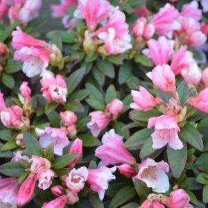 Rhododendron 'Wee Bee' (AGM) (Dwarf) 3L