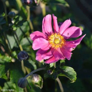 Anemone hupehensis var. japonica 'Prinz Heinrich' (AGM) 2L