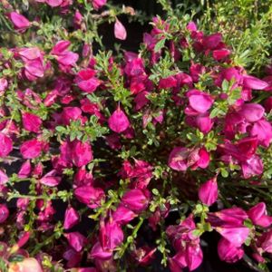 Cytisus x boskoopii 'Boskoop Ruby' 3L