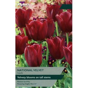 Taylors Tulip National Velvet