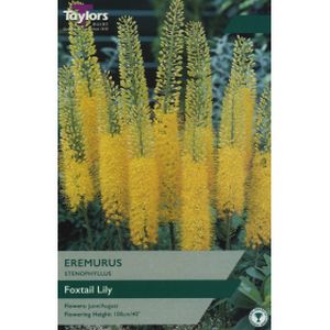 Taylors Stenophyllus Eremurus