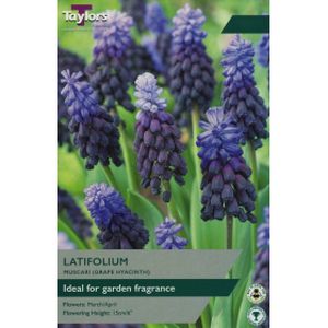 Taylors Muscari Latisolium