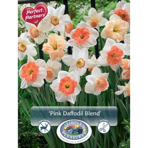 Simple Narcissus Pink Blend