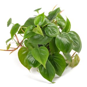 Philodendron scandens (AGM) (12cm Pot)