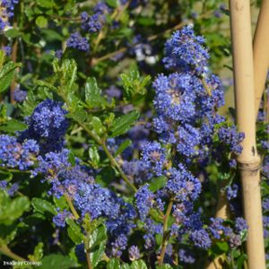 Ceanothus 'Italian Skies' 3L