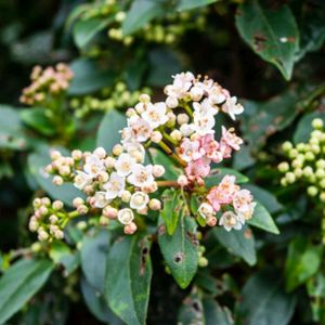 Viburnum tinus 'Gwenllian' (AGM) 3L