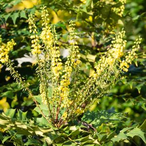 Mahonia x media 'Winter Sun' (AGM) 10L