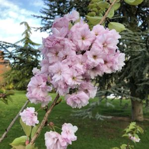 Prunus 'Candy Floss' (syn 'Matsumae-benimurasaki') 12L