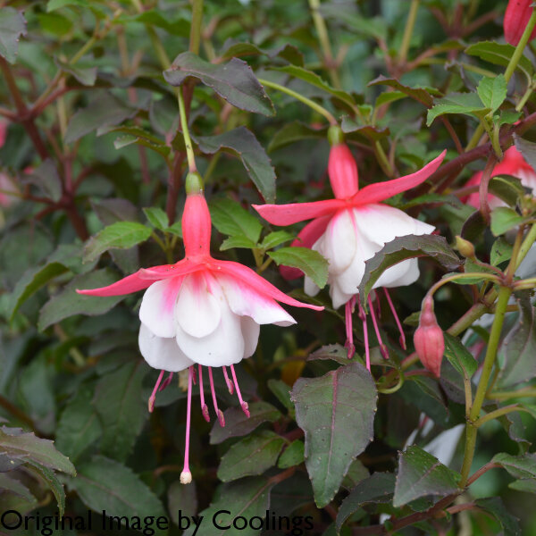 Fuchsia Hardy ‘Alice Hoffman’ (AGM) 2L - Coolings Garden Centre