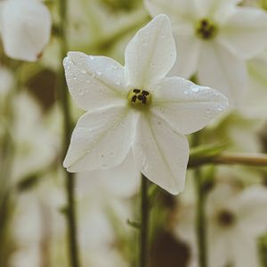 Nicotiana White Scented Dwarf (affinis) Multi-Pack