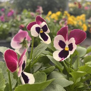 Pansy F1 White Rose Wing Multi-Pack