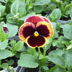 Pansy F1 Sunrise Multi-Pack