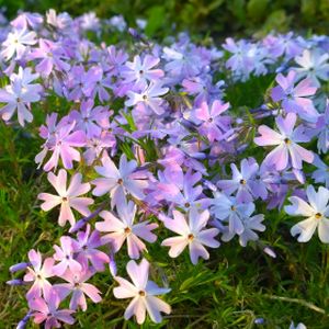 Phlox subulata 'Emerald Cushion Blue' 1L