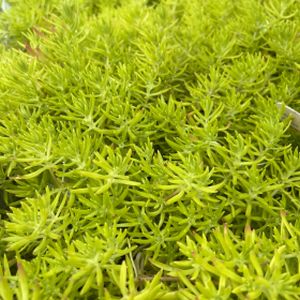 Sedum 'Gold Mound' (10.5cm Pot)