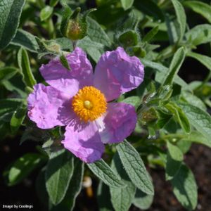 Cistus creticus 3L