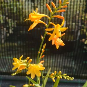 Crocosmia x crocosmiiflora 'Honey Angels' 2L