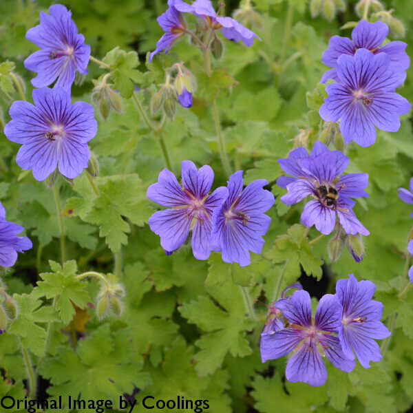 Geranium x magnificum (AGM) 2L - Coolings Garden Centre