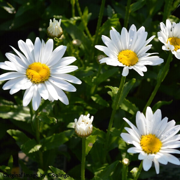 Leucanthemum x superbum 'Snowcap' 3L - Coolings Garden Centre