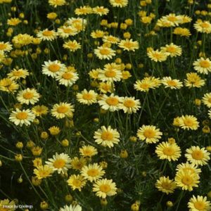 Anthemis tinctoria 'E. C. Buxton' 2L