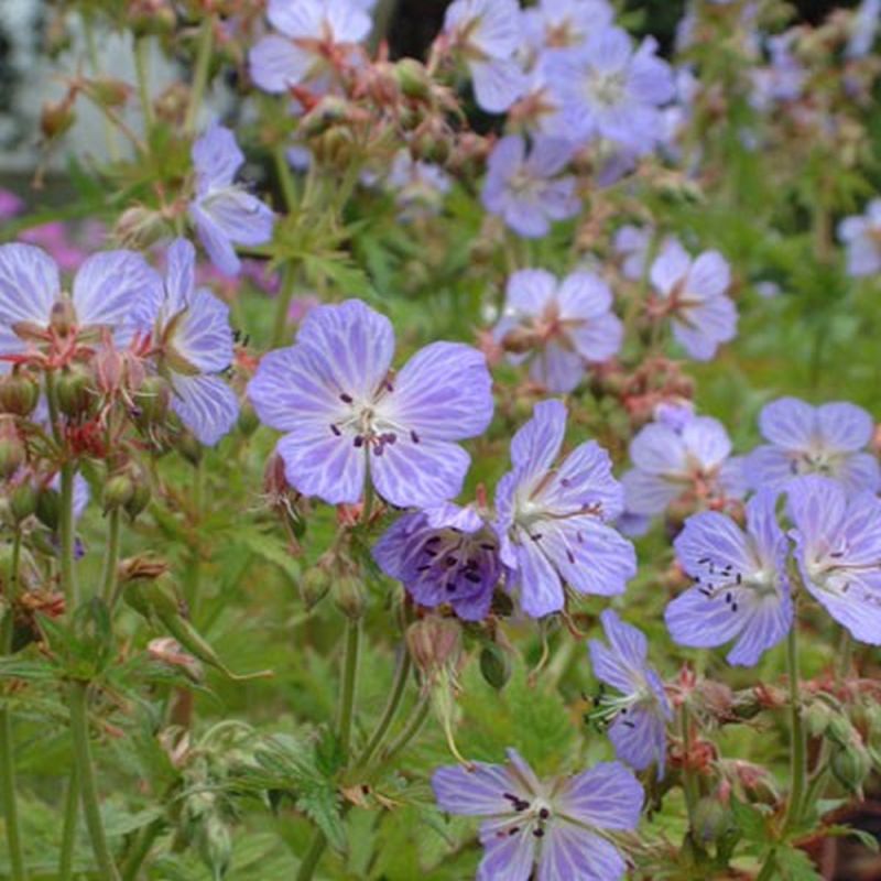 Geranium pratense 'Mrs Kendall Clark' 2L - Coolings Garden Centre