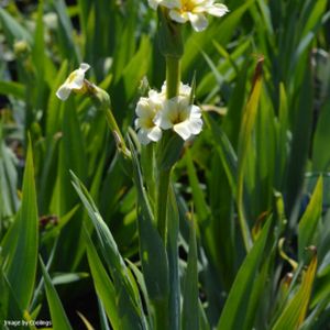 Sisyrinchium striatum 2L