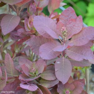 Cotinus 'Grace' 3L