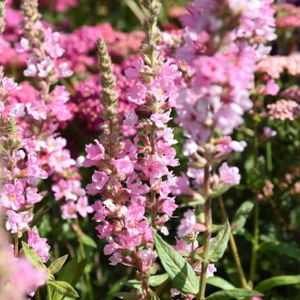 Lythrum salicaria 'Blush' 2L