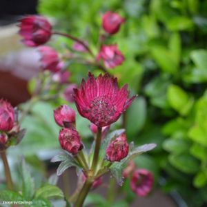 Astrantia major 'Gill Richardson' 2L