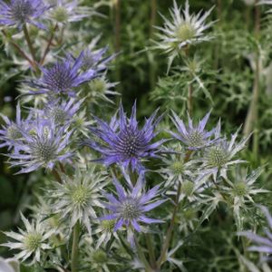 Eryngium bourgatii 'Picos Amethyst' 2L