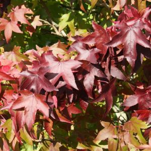 Liquidambar styraciflua 'Palo Alto' 12L