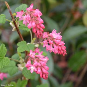 Ribes sanguineum 'King Edward VII' 3L