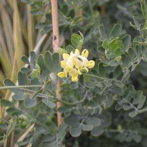 Coronilla valentina ssp. glauca 'Citrina' 3L