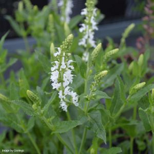 Salvia x sylvestris 'Schneehügel' ('Snow Hill') 2L