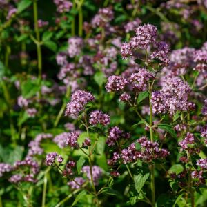 Marjoram French Origanum onites (9cm Pot)