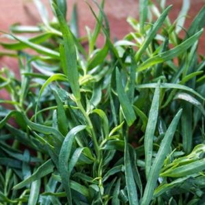 Tarragon French Artemisia (9cm Pot)