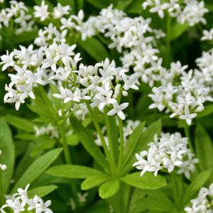 Sweet Woodruff Galium odoratum (9cm Pot)