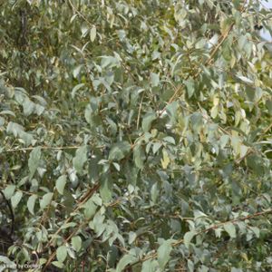 Elaeagnus 'Quicksilver' (AGM) 3L