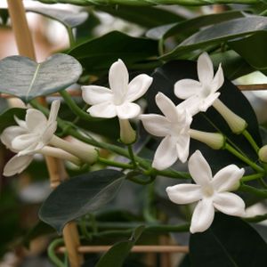 Stephanotis (12cm Pot)