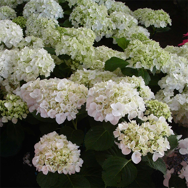 Hydrangea Macrophylla Madame Emile Mouillere Agm 3l Coolings Garden Centre