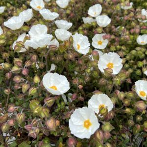 Cistus x obtusifolius 'Thrive' 3L