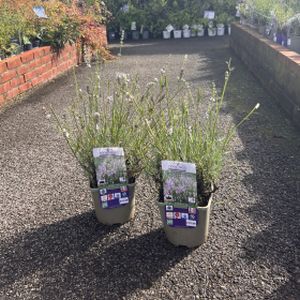 Lavandula x intermedia 'Edelweiss' (syn Hidcote White) 2L