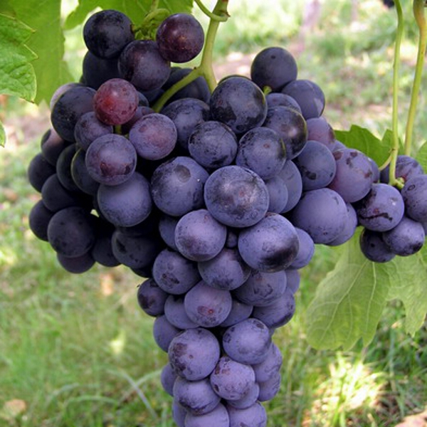 Vitis vinifera 'Dornfelder' 3L - Coolings Garden Centre